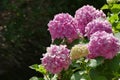 Pink hydrangea in full bloom in a Corfu garden Royalty Free Stock Photo