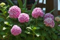 Pink hydrangea in full bloom in a Corfu garden Royalty Free Stock Photo