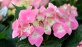 Pink hydrangea in the garden