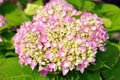 Pink hydrangea