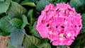 Pink hydrangea flower on the park