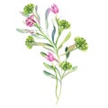 Pink hydrangea, green twig bunches, spring garden flowers, greenery, wedding design isolated on a white background