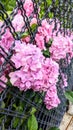 Pink Hydrangea hortensia in bloom growing through a fence. Summer flowers in Garden concept. Royalty Free Stock Photo
