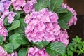 Pink hydrangea, hortensia, bright flower head close-up Royalty Free Stock Photo