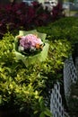 Pink Hydrangea hydrangea hortensia bundle Royalty Free Stock Photo