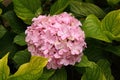Pink Hydrangea or Hortensia flower Royalty Free Stock Photo