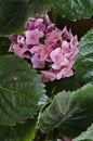 Pink Hydrangea Hortensia flower in bloom in spring Royalty Free Stock Photo