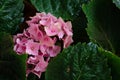 Pink Hydrangea Hortensia flower in bloom in spring Royalty Free Stock Photo