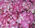 Pink Hydrangea Hortensia flower in color variations ranging from light pink to fuchsia color Royalty Free Stock Photo