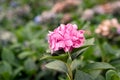 Pink hydrangea hortensia flower, green bokeh bg Royalty Free Stock Photo