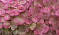 Pink hydrangea (hortensia) flowers close-up Royalty Free Stock Photo