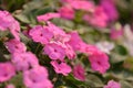 Pink Hydrangea hydrangea hortensia Royalty Free Stock Photo