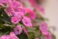 Pink Hydrangea hydrangea hortensia Royalty Free Stock Photo