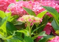 Pink hydrangea inflorescence on a blurred background