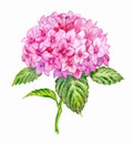 Pink hydrangea, lush inflorescence, watercolor illustration