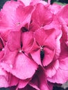 Pink Hydrangea