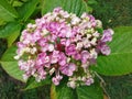 Pink Hydrangea Macrophylla Ayesha Flower Royalty Free Stock Photo