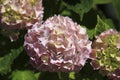 Pink hydrangea macrophylla