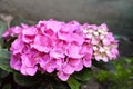Pink Hydrangea macrophylla Bigleaf Hydrangea inflorescence closeup Royalty Free Stock Photo