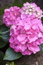 Pink Hydrangea macrophylla Bigleaf Hydrangea inflorescence closeup Royalty Free Stock Photo
