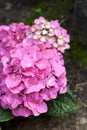 Pink Hydrangea macrophylla Bigleaf Hydrangea inflorescence closeup Royalty Free Stock Photo