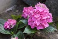 Pink Hydrangea macrophylla Bigleaf Hydrangea inflorescence closeup Royalty Free Stock Photo