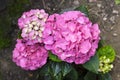 Pink Hydrangea macrophylla Bigleaf Hydrangea inflorescence closeup Royalty Free Stock Photo