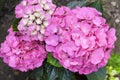 Pink Hydrangea macrophylla Bigleaf Hydrangea inflorescence closeup Royalty Free Stock Photo