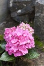 Pink Hydrangea macrophylla Bigleaf Hydrangea inflorescence closeup Royalty Free Stock Photo
