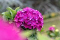 Pink hydrangea macrophylla bloom with dew and soft foreground blur Royalty Free Stock Photo