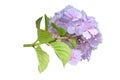 Pink hydrangea macrophylla bloom view from below isolated on white. Transparent png additional format Royalty Free Stock Photo