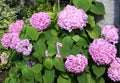 Pink hydrangea macrophylla blooms in the garden Royalty Free Stock Photo