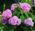 Pink hydrangea macrophylla blooms in the garden Royalty Free Stock Photo