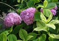 Pink hydrangea macrophylla blooms in the garden Royalty Free Stock Photo
