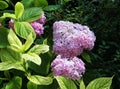 Pink hydrangea macrophylla blooms in the garden Royalty Free Stock Photo