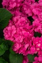 Pink Hydrangea macrophylla bush in flower in summer cottage garden