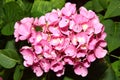 Pink hydrangea macrophylla Royalty Free Stock Photo