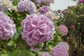 Pink hydrangea macrophylla or hortensia flowers Royalty Free Stock Photo