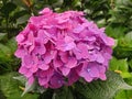 Pink hydrangea macrophylla is a species in the Hydrangeaceae family Royalty Free Stock Photo