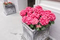 Pink hydrangea in pots. Outdoor on the summer patio. Small townhouse perennial summer garden. Vienna, Austria. Royalty Free Stock Photo