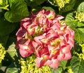 Pink Hydrangea Preziosa on green leaf Background. Royalty Free Stock Photo