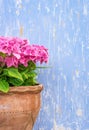 Pink hydrangea in rustic terracotta pot with vintage blue wooden background Royalty Free Stock Photo