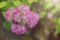 Pink hydrangea, sheep flower. Flowering hydrangea tree, Hydrangea arborescens or Candybelle Bubblegum in the garden in Royalty Free Stock Photo