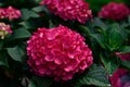 Pink Hydrangea Summer Crush flowers