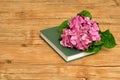 A pink hydrangea on top of a green story book