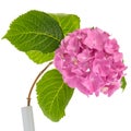 Pink hydrangea twig