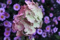 Pink hydrangea with violet asters in background.