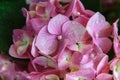 Pink hydrangea with water drops close-up Royalty Free Stock Photo