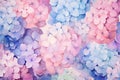 Pink and blue hydrangea flower watercolor style painting