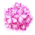 Pink hydrangea on white background